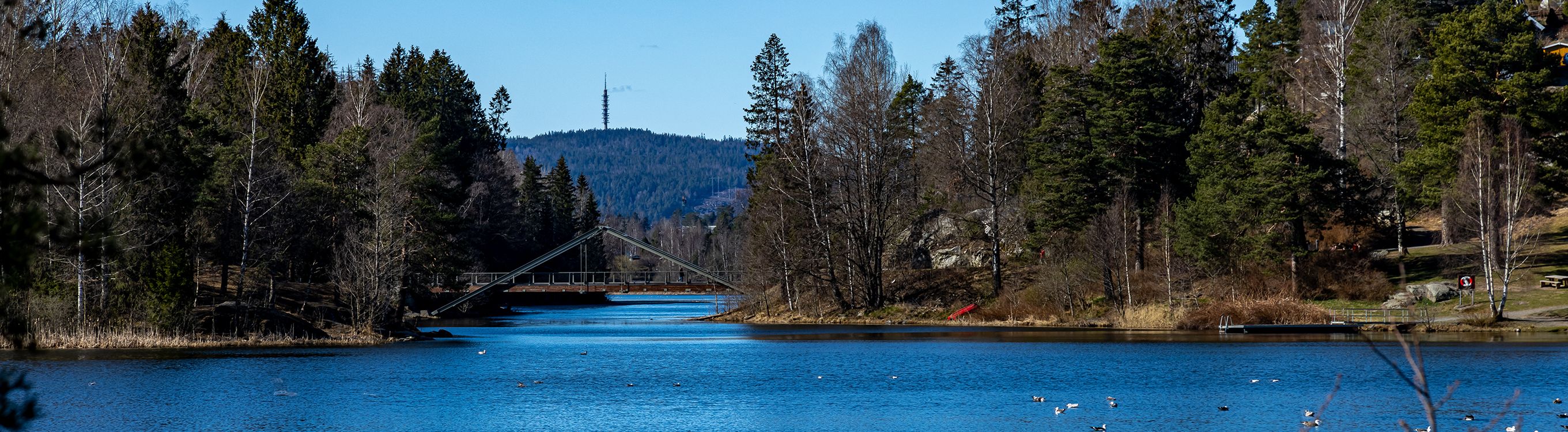Fjellhamar
