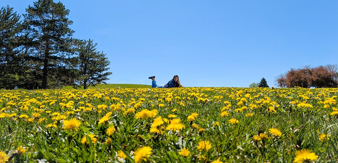 En dame som ligger på magen på en gul blomstereng med blå himmel i bakgrunnen