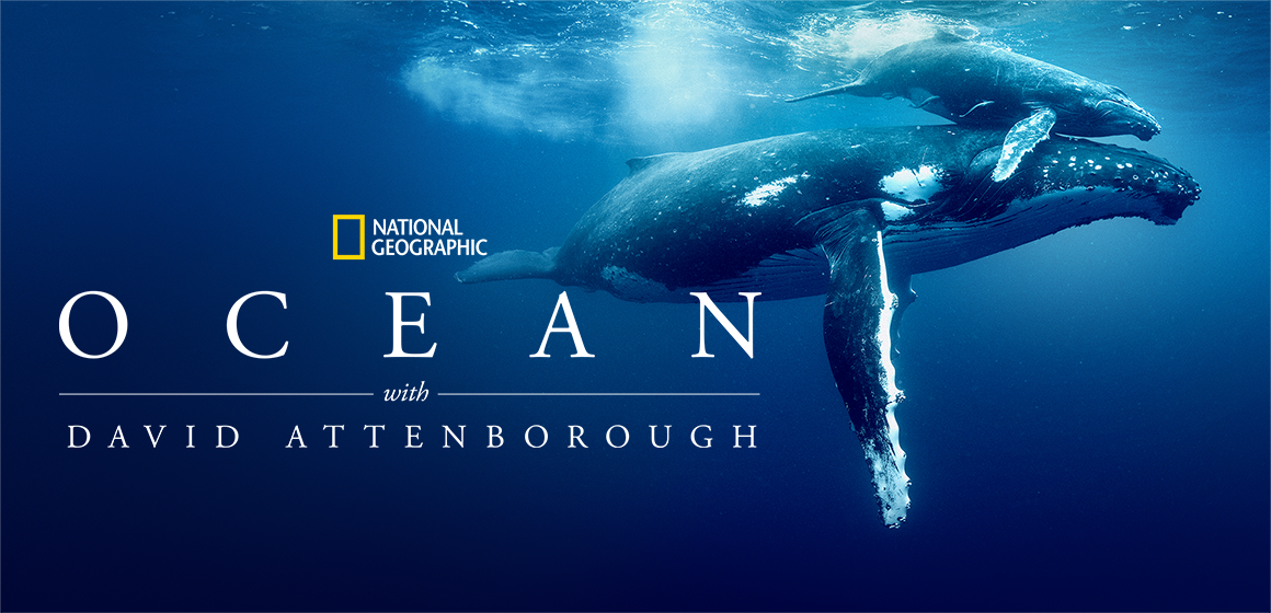 Bilde fra Ocean på Nat Geo, en av mange dokumentarer du kan se med T-We & Streaming.