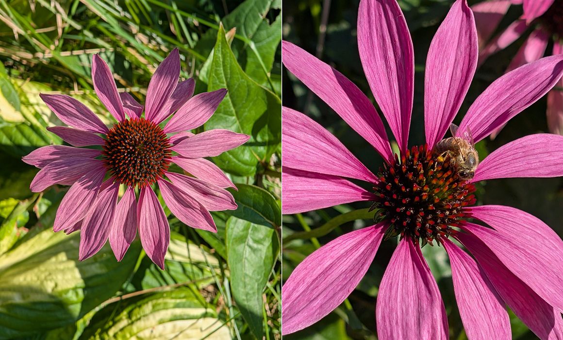 nærbilde av en blomst tatt med google pixel 9 pro xl