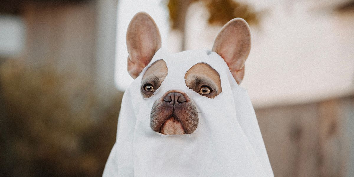 Hund med Halloweenkostyme på