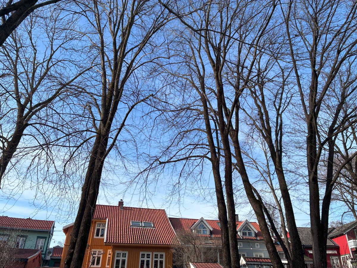 Test iPhone 16e: Fine og naturlige farger