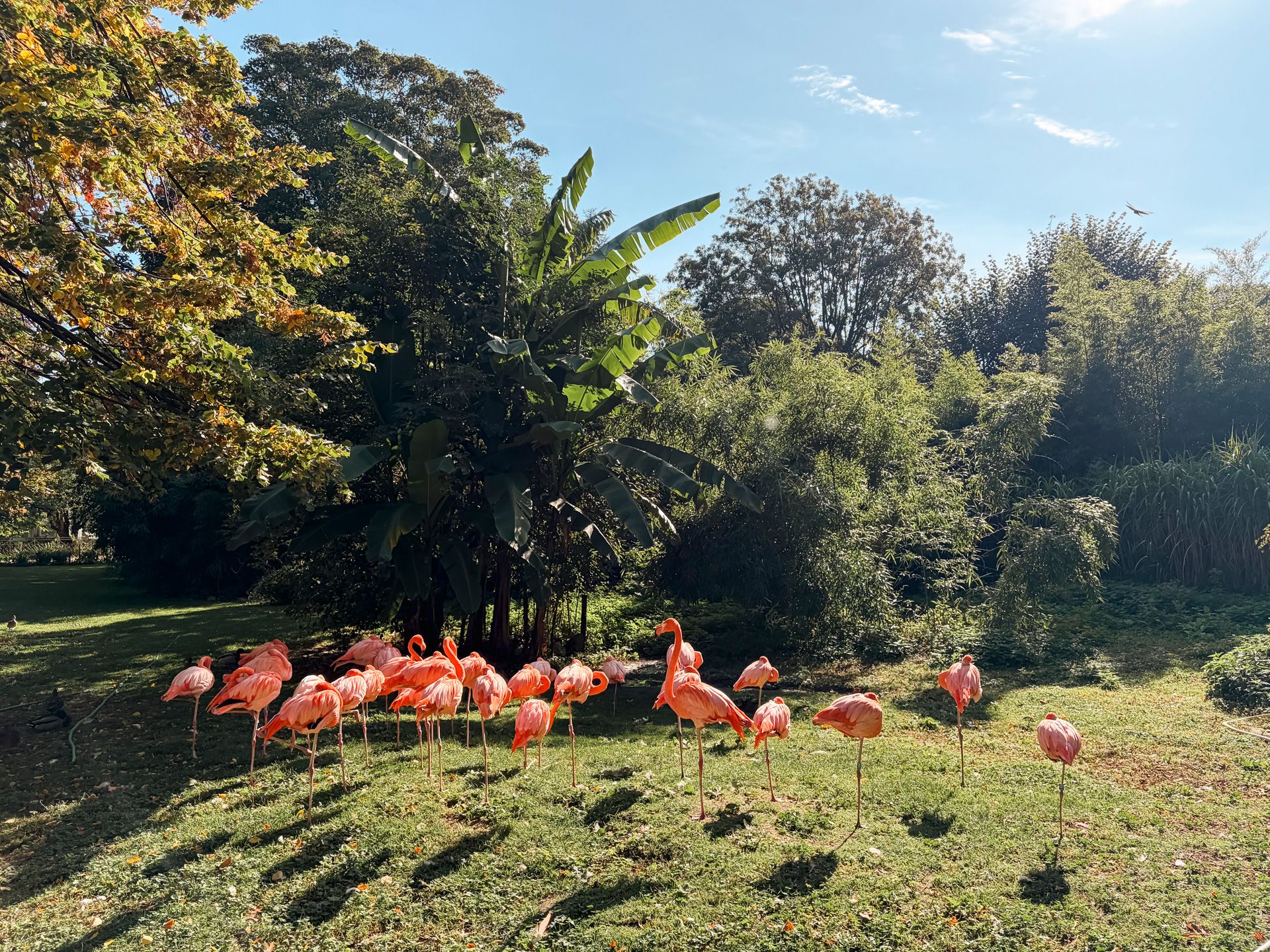Flamingoer blant frodige trær i solfylt natur, bilde tatt med iPhone Air