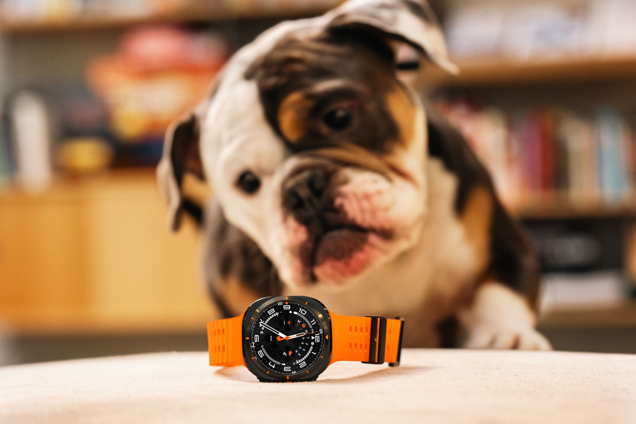 Hund som kikker på oransje smartklokke plassert på en seng