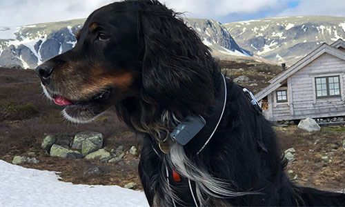 Tips når hunden din er borte