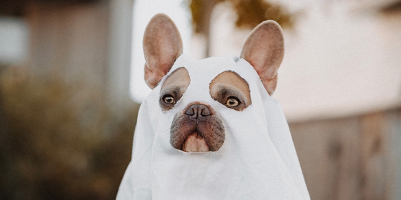 Hund med Halloweenkostyme på